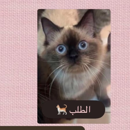 كوب رسم يدوي (ارسم بستك الخاصة )‍(في حال الطلب راح يتم التواصل معك عبر الواتساب)