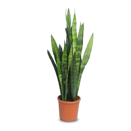 صبار جلد النمر