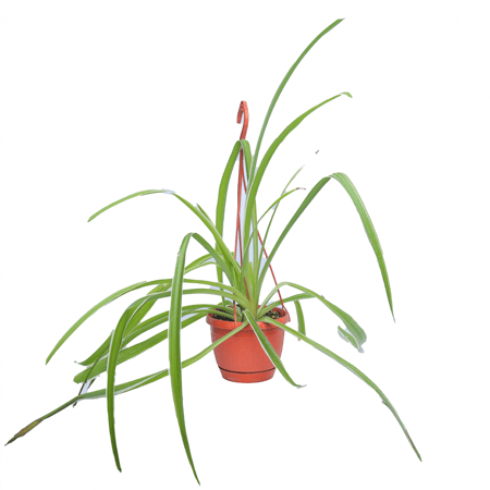 نبتة العنكبوت