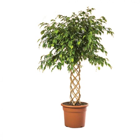 فيكس بنجامينا مجدولة