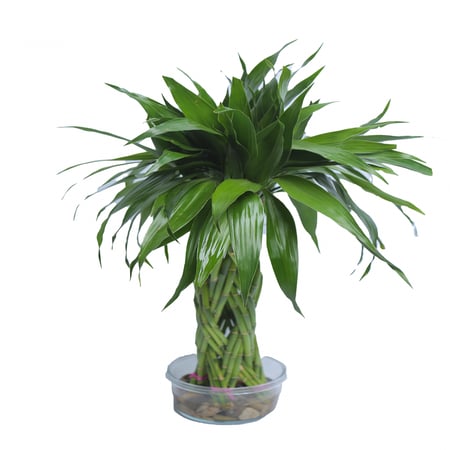 بامبو مجدول