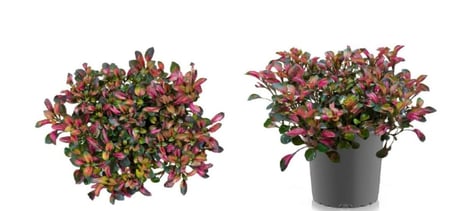 النتيرا مركن 9