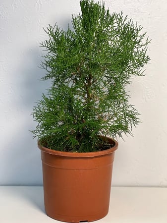 شجرة التويا - الثويا 65 سم