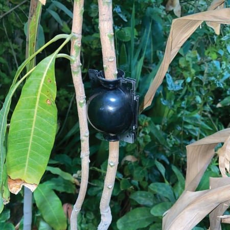 كرات التجذير