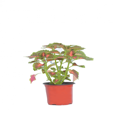 كوليوس سجاد