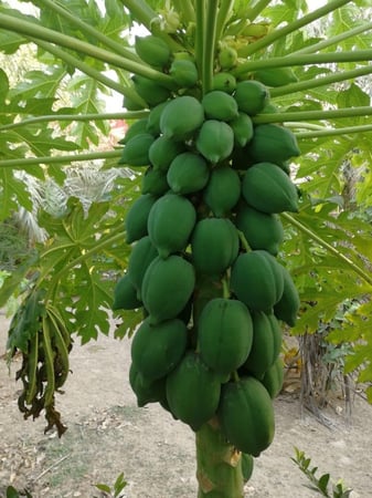 بذور بابايا رد لدي تايلاندي  10 بذرات