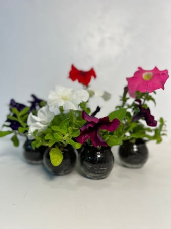 بيتونيا في حوض زجاج