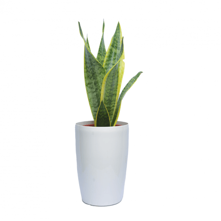 صبار جلد النمر قصير وسط