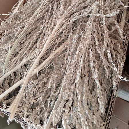 طلع لقاح النخل