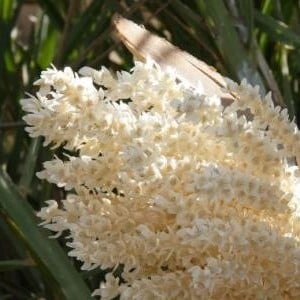 طلع لقاح النخل