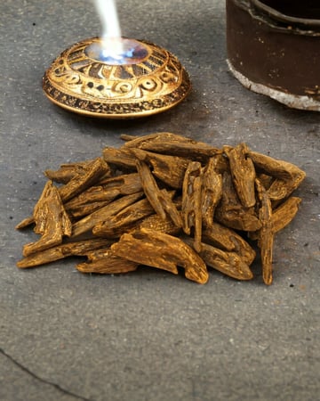 عود القرشي طبيعي