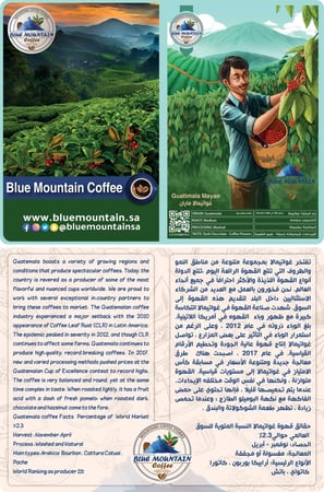 قهوة غواتيمالا ميان افضل قهوة مختصة لدى موزعين القهوة بلو ماونتن كوفي