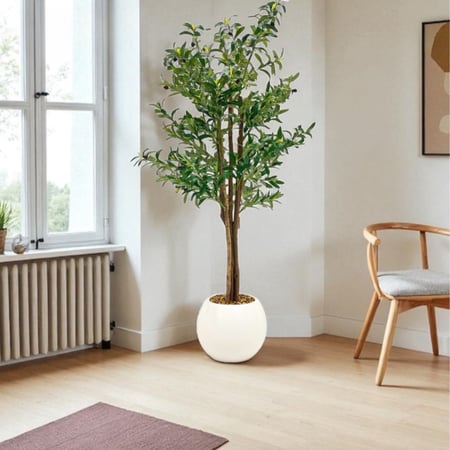 شجرة زيتون 180 سم بمركن معدل كبير