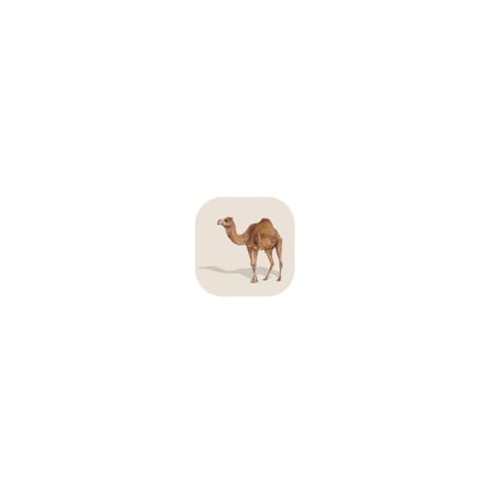 Camel