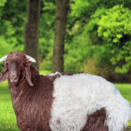 خروف جذع  نعيمي  الوزن 20 الي 30