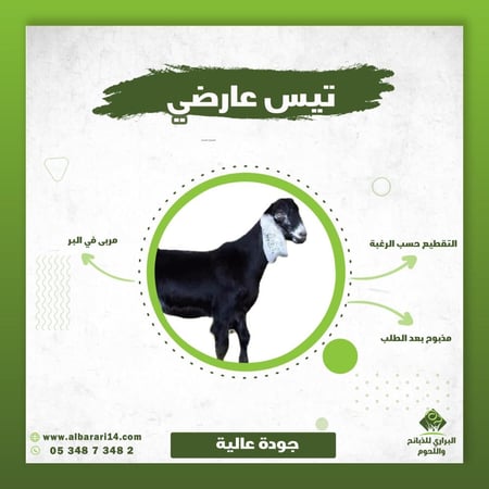 تيس بلدي عارضي وسط