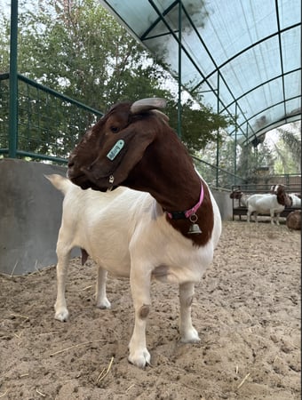 طوق مع جرس للحيوانات