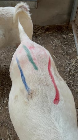 اربعة اطقم اقلام