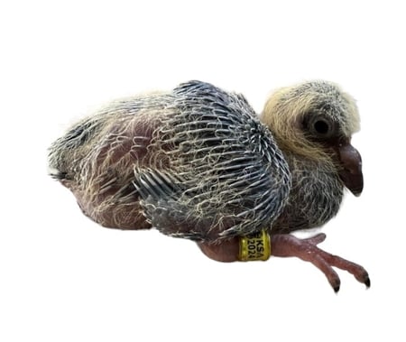 حجول الاتحاد السعودي 2024