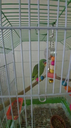 جهاز تلقين الكلام للطيور