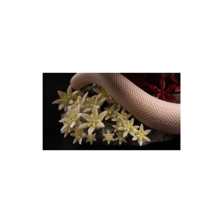ميتال جير سوليد دلتا : سنيك ايتر - حزمة المجمعين (Collector's Pack)