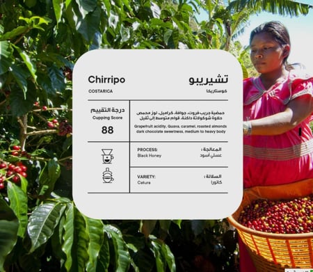 محمصة بيكولو - كوستاريكا تشيريبو 250 جرام