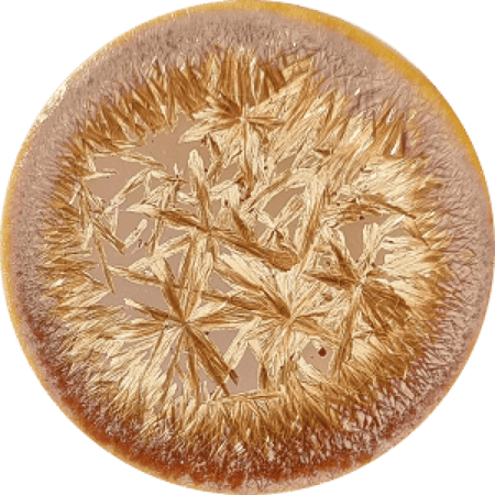 SG proxima centauri 140ml