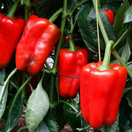 بذور فلفل مانولو هجين F1