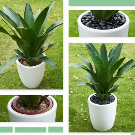 صخور نهرية سوداء للزينة