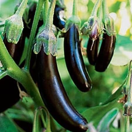 بذور باذنجان أسود طويل - متجر بذرات الزراعي
