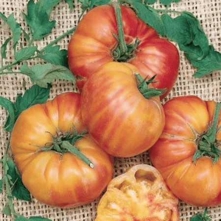 بذور طماطم بولك الضخمة