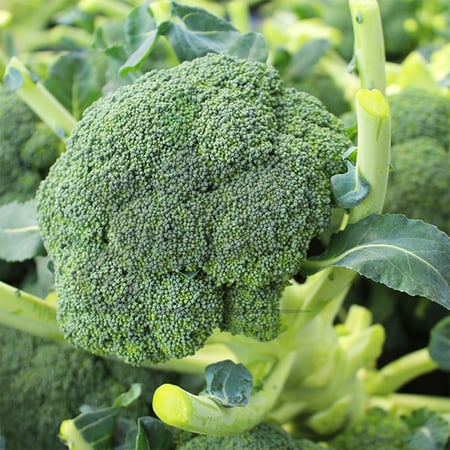 بذور بروكلي هجين F1