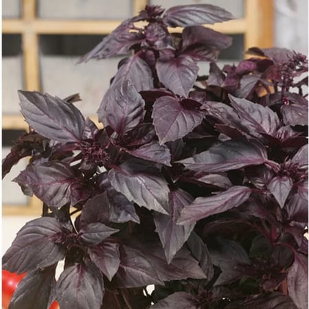 الريحان العنابي الداكن