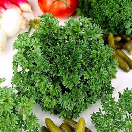 بذور البقدونس المجعد (كيرلي)