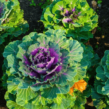 بذور براسيكا ملفوف الزهور - متجر بذرات الزراعي