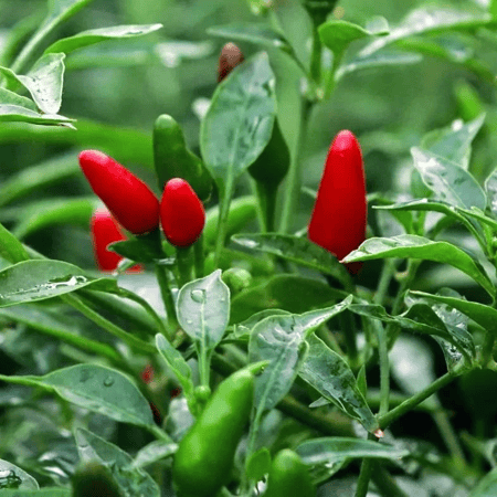 بذور فلفل شيلين