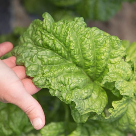 بذور ريحان الخس