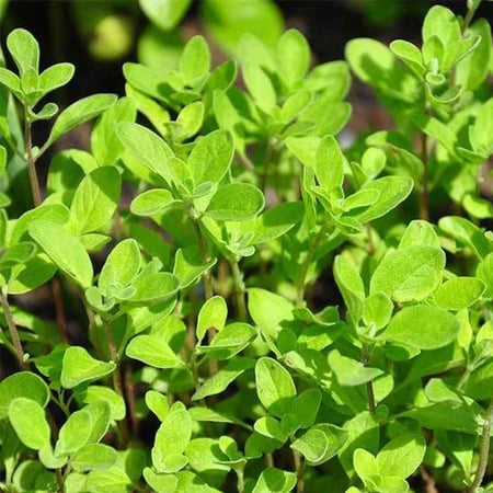 بذور البردقوش الحلو