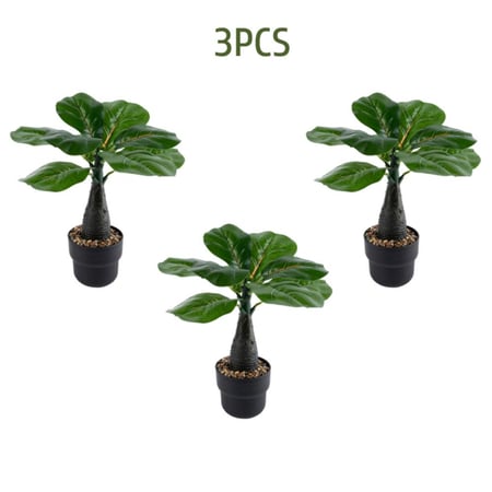 نباتات زينة