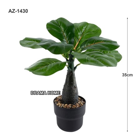 نباتات زينة