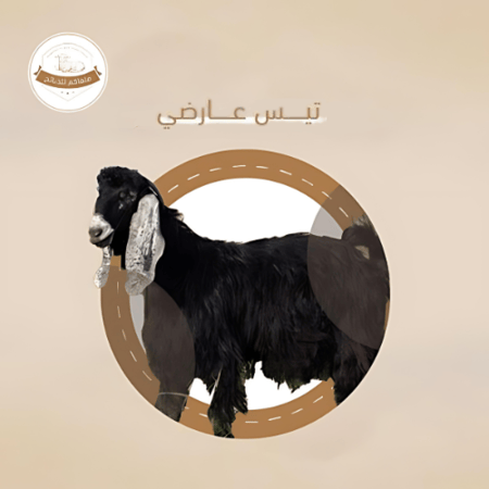 تيس عارضي  وسط