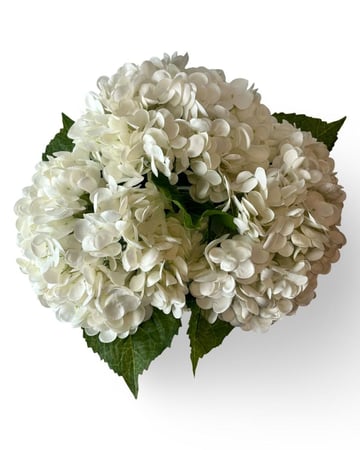 Luxury  white hydrangea