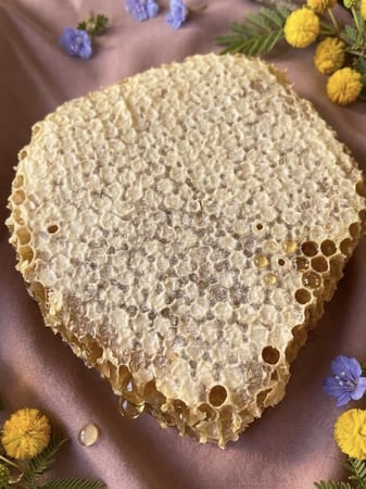 شمع طلح