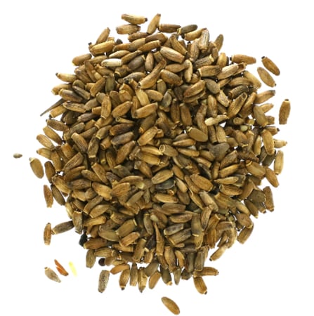 بذور حليب الشوك ( شوك الجمل )