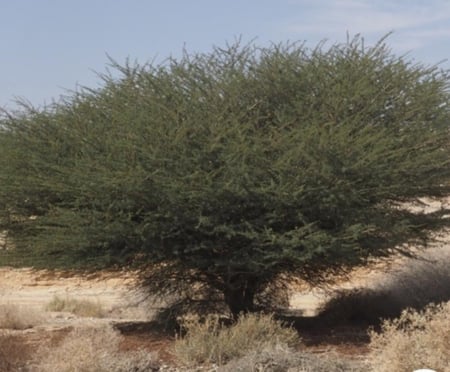 بذور سمر رديانة