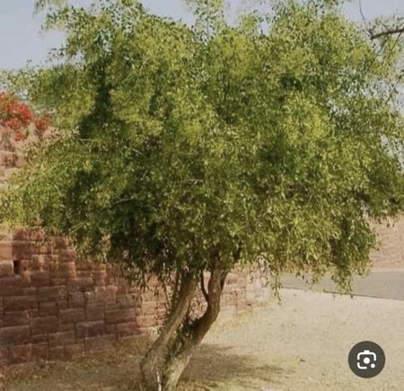 بذور الاراك (مسواك)