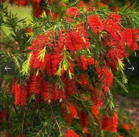 فرشاة الزجاج