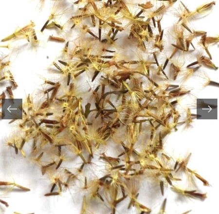 بذور ستيفيا