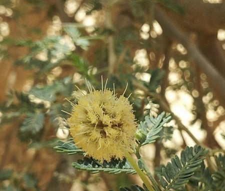 بذور سمر رديانة