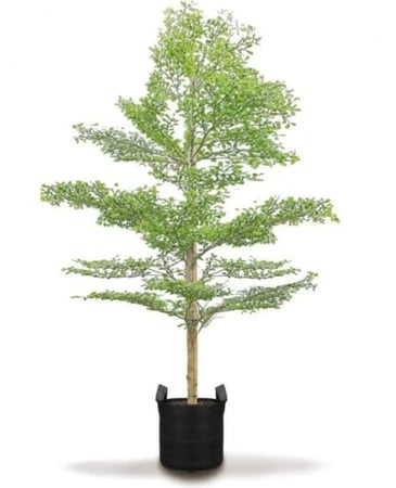 بذور ترمناليا